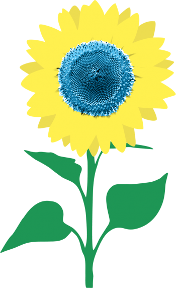 Zonnebloem KleinGeluk